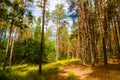 Path in green pine forest. Forest landscape Royalty Free Stock Photo