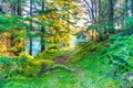 Path in green pine forest Royalty Free Stock Photo