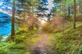 Path in green pine forest Royalty Free Stock Photo