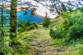 Path in green pine forest Royalty Free Stock Photo