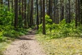 Path in a green pine tree forest Royalty Free Stock Photo