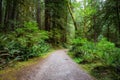 Path in the Green Rain Forest during a summer day Royalty Free Stock Photo