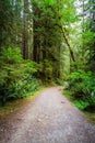 Path in the Green Rain Forest during a summer day Royalty Free Stock Photo