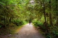 Path in the Green Rain Forest during a summer day Royalty Free Stock Photo