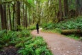 Path in the Green Rain Forest during a summer day Royalty Free Stock Photo