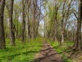 Path in the green spring forest