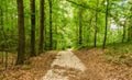 Path in green summer forest nature Royalty Free Stock Photo