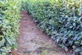Path of green tea plantations Royalty Free Stock Photo