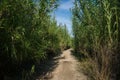 Path between green vegetation under blue sky Royalty Free Stock Photo