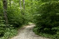 Path through the forrest Royalty Free Stock Photo