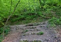 Path in green wood with tree root Royalty Free Stock Photo