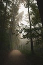 a path between a group of trees on a foggy day