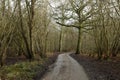 Path in Hatfield Forest, February 2017 Royalty Free Stock Photo