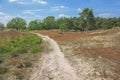 A path through the heather Royalty Free Stock Photo