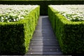 A path through a hedged garden with white flowers Royalty Free Stock Photo