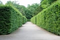 Path between hedges