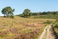 Path through hills in dutch heathland Royalty Free Stock Photo