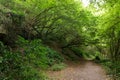 Path in Hornbeam temperate forest