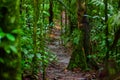 Path inside of the amazon rainforest, surrounding of dense vegetation in the Cuyabeno National Park, South America