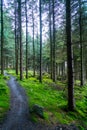 Path in Irish Idyllic forest with it`s magical green trees, moss, cones and plants. Patch