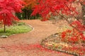 Path and Japanese Maples