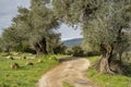 A Path in the Judea Mountains, Israel Royalty Free Stock Photo