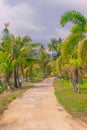 A path in the jungle among beautiful palm trees. Travel and tourism in Asia