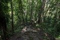 Path in the Jungle. Guatemala, Tikal Park.