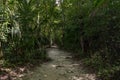 Path in the Jungle. Guatemala, Tikal Park.