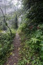 Path in jungle hike in Bali Indonesia very green plants and waterfall Royalty Free Stock Photo