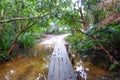 Path in the jungle of Koh Rong Sanloem island, Cambodia Royalty Free Stock Photo