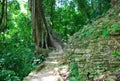 Path in the jungle, Palenque Maya ruins, Mexico Royalty Free Stock Photo