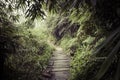 Path in the jungle. Sinharaja rainforest in Sri Lanka. Royalty Free Stock Photo