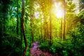 Path in the jungle under a shining sun at sunset Royalty Free Stock Photo
