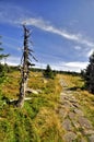 Path in Krkonose Royalty Free Stock Photo