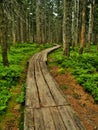 Path in Krkonose Royalty Free Stock Photo