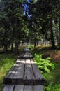 Path in Krkonose Royalty Free Stock Photo