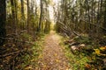 Path, lane, way, pathway in wild autumn forest Royalty Free Stock Photo