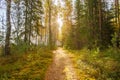 Path, lane, way, pathway in wild autumn forest Royalty Free Stock Photo