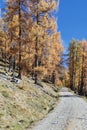 Path through larch tree forest