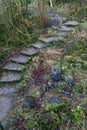 Stone path nature moss birch