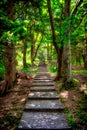 Path of large numbers of steps in the middle of a forrest Royalty Free Stock Photo