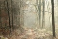 path through late autumn deciduous forest during the sunrise branches of trees and leaves covered with hoarfrost in cold and foggy Royalty Free Stock Photo