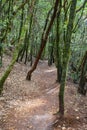 Path through the laurel tree forest of Parque Rural de Anaga