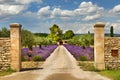 Path with lavender in Provence. Royalty Free Stock Photo