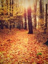 Path leading among the beech trees in early autumn forest. Fresh colors