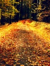 Path leading among the beech trees in early autumn forest. Fresh colors