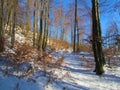 Path leading through a broadlead beech winter forest Royalty Free Stock Photo