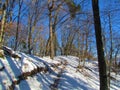 Path leading through a broadlead beech winter forest Royalty Free Stock Photo