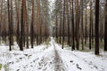 A path leading into the depths of winter pine forest